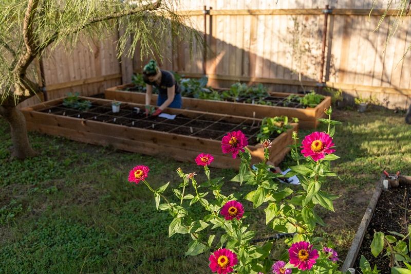 zinnias in foreground of fenced backyard; women tending plants in raised beds