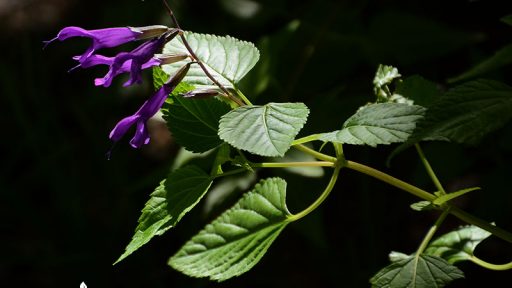 dark purple lavender tubular flowers against large green leaves