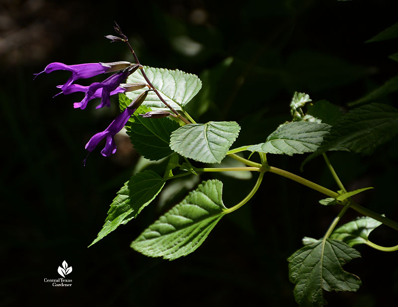 dark purple lavender tubular flowers against large green leaves