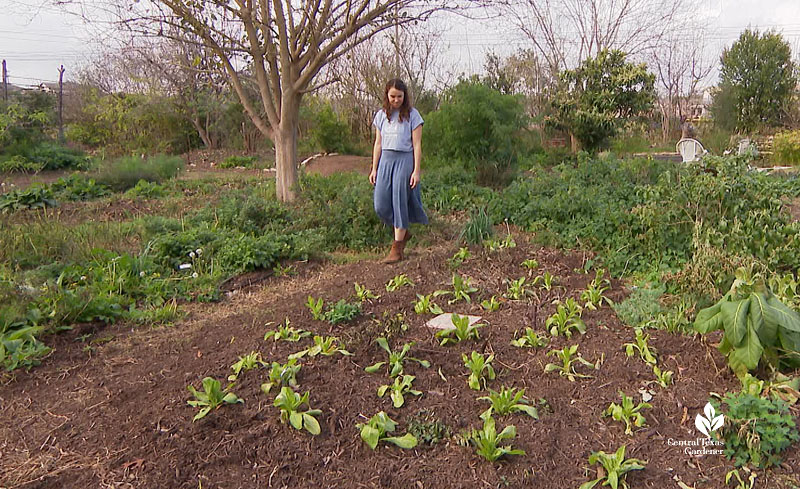 woman strolling through newly planted vegetable beds on a slope