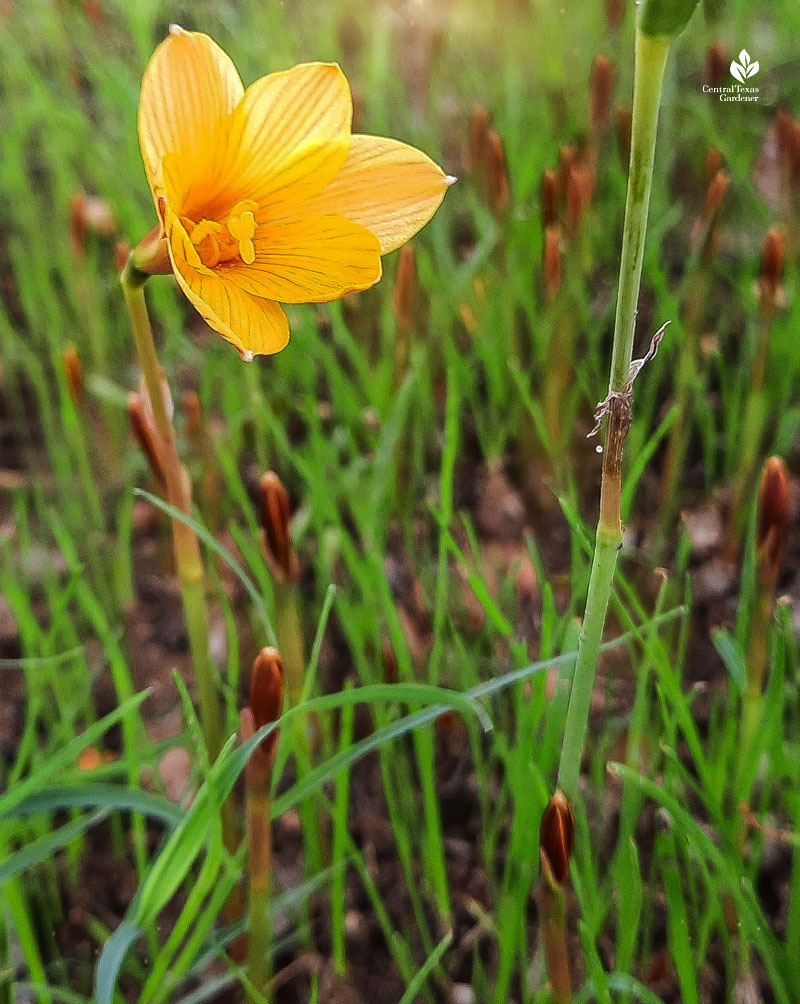 copper golden yellow small tubular flower