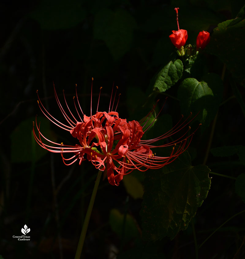 long spidery stamens on wide flower and curled red flowers on background flower 
