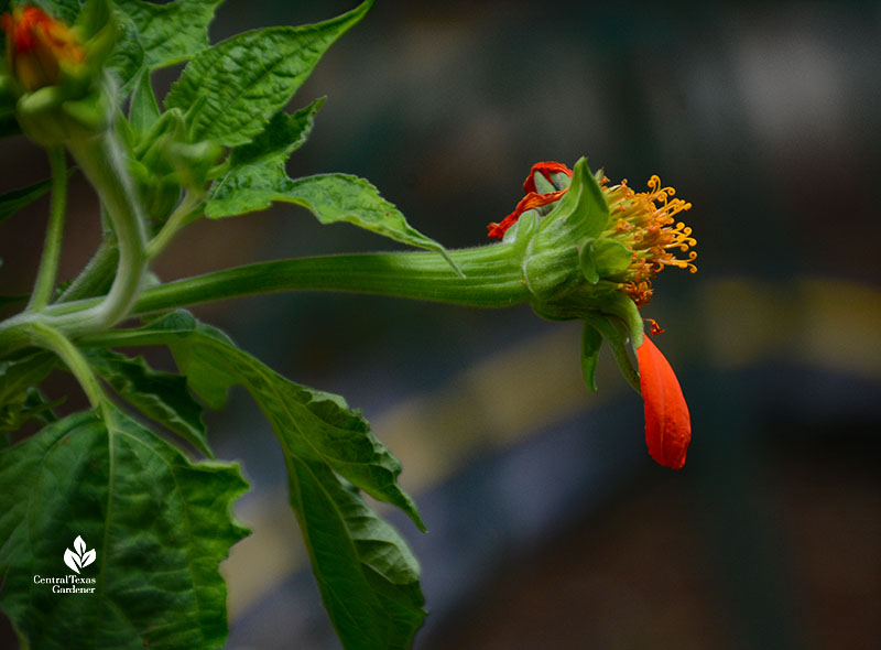 drooping flame-orange flower bud