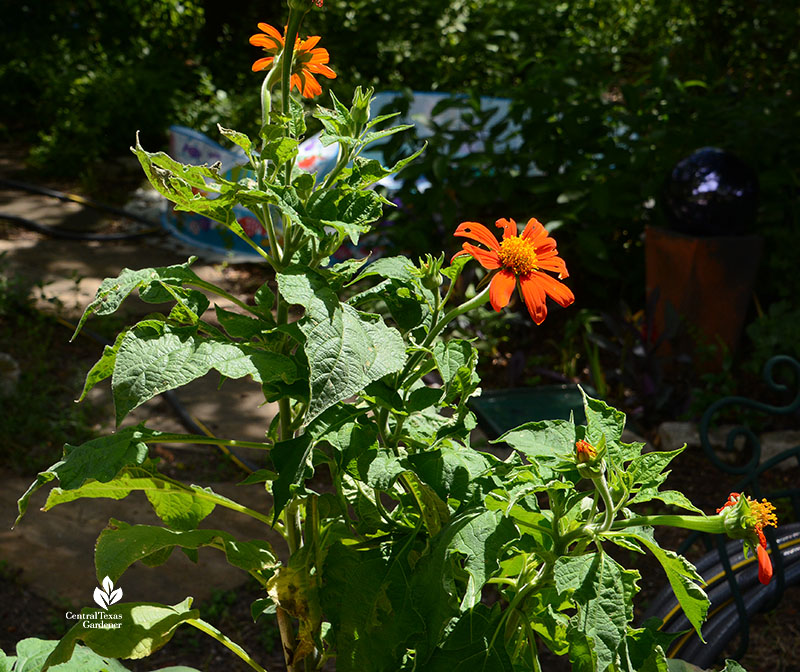 orange daisy-shaped flowers