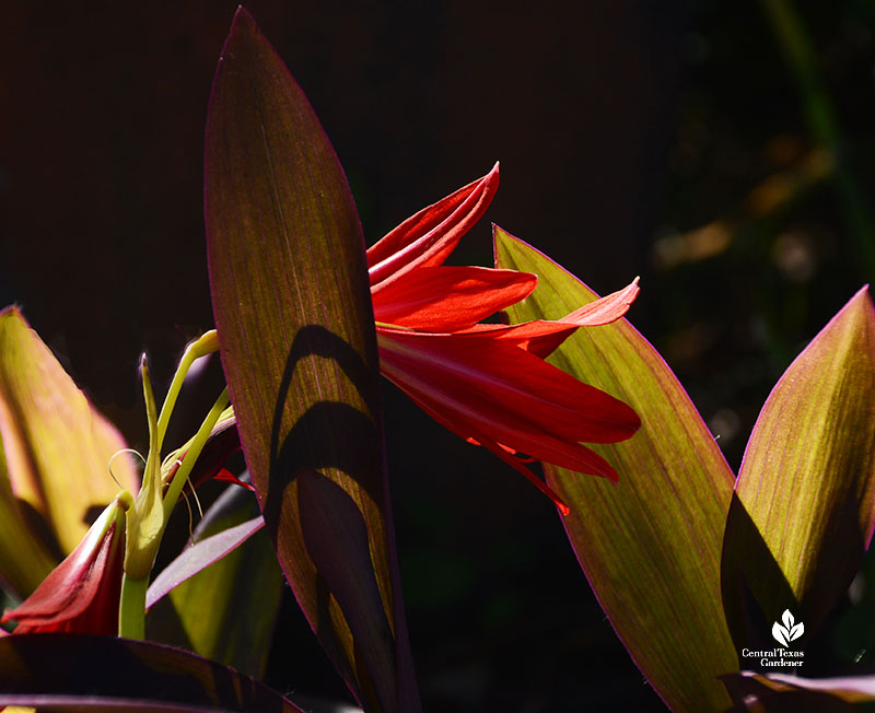 backlit tubular red flower behind slender tall purple leaf