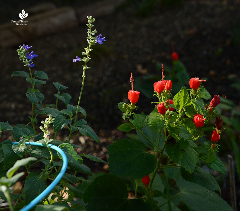 lavender blue flowers and red flowers in part shade garden