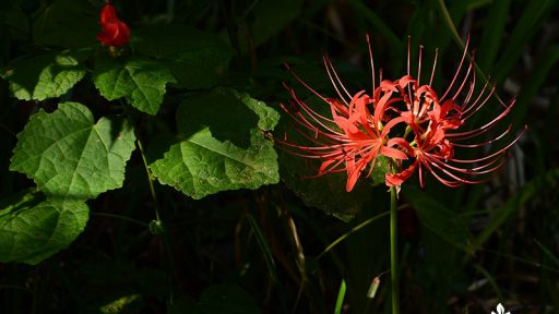 spidery red flower head and curled red flower beyond