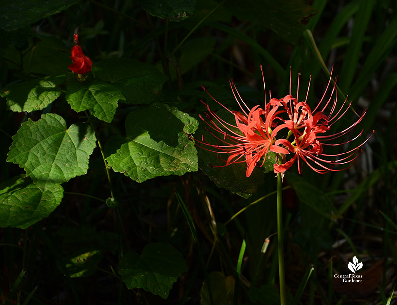 spidery red flower head and curled red flower beyond