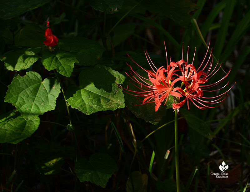 spidery red flower head and curled red flower beyond