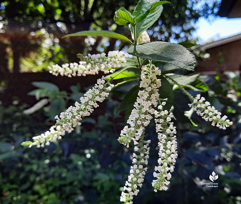 spray of long white flower spikes 