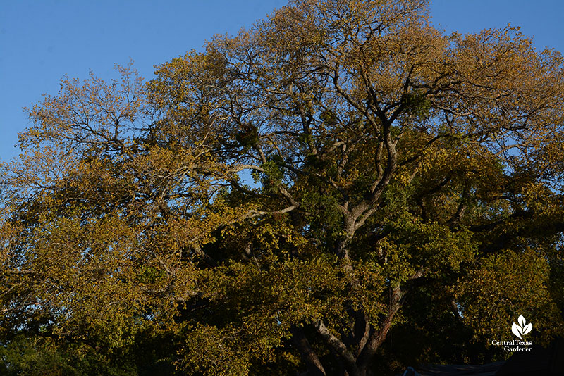 cedar elm tree