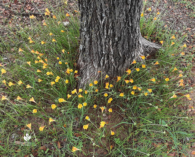small copper gold flowers around tree
