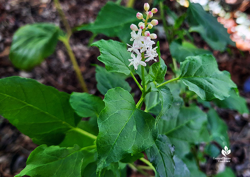 white flower spike topping dark green leaves