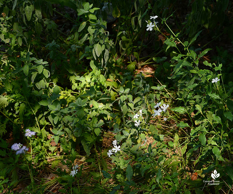 white flowers on long stems with lavender flowers nearby