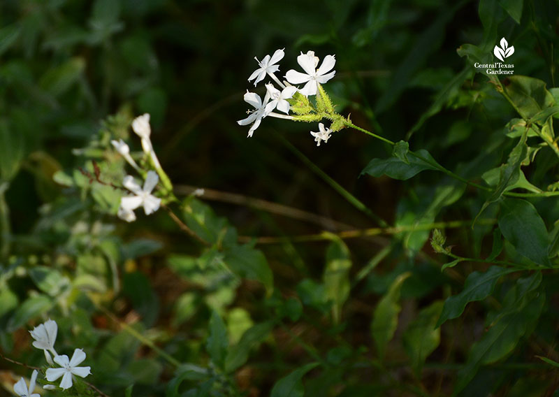 white starry shaped flowers on long green branches