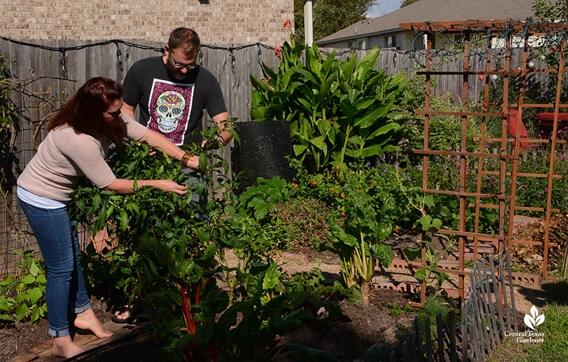 woman and man harvesting peppers  in backyard