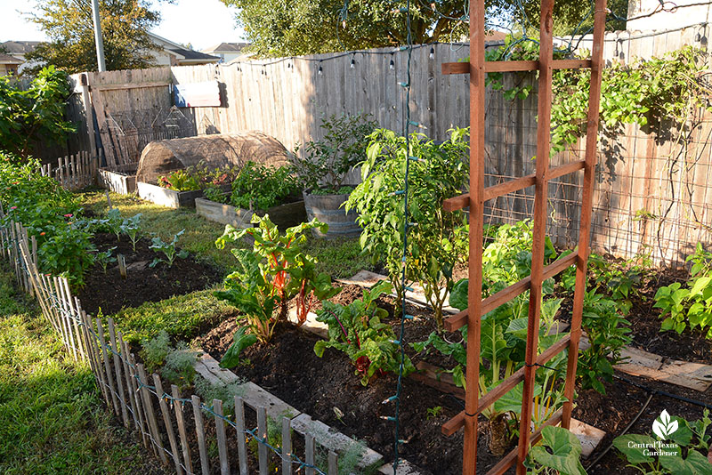 backyard garden against fence framed by trellises and low picket fence