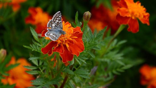 black and white skipper butterfly on flame orange flowers