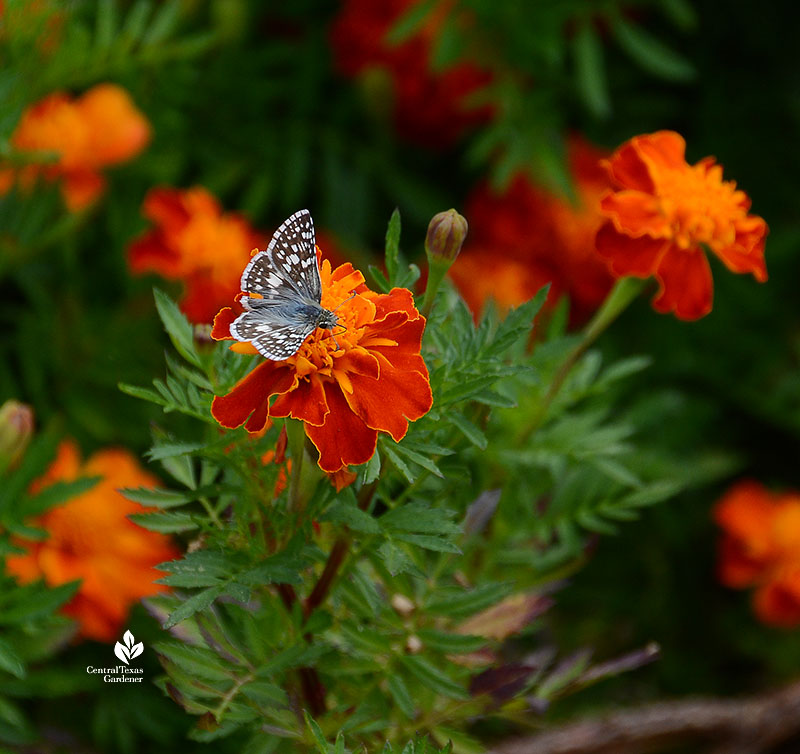 black and white skipper butterfly on flame orange flowers