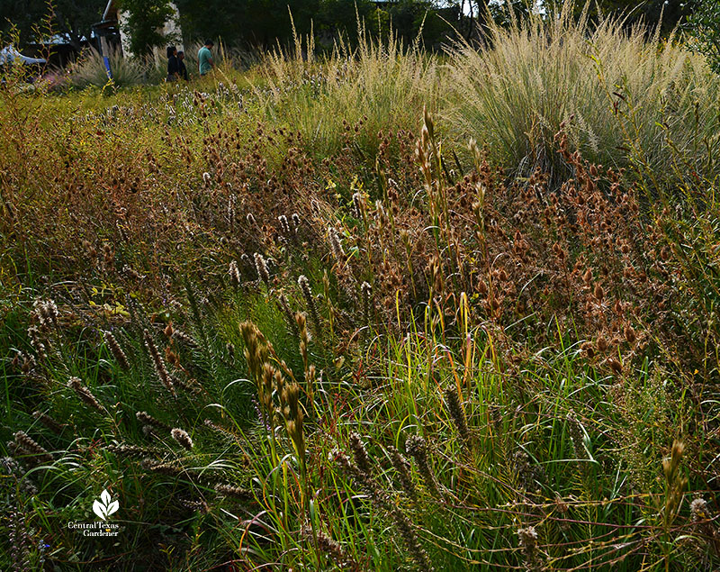 seed heads and grasses flowers 