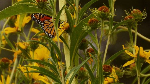 Monarch butterfly on yellow sunflowers