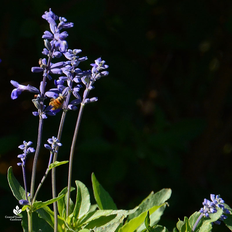 Bee on blue salvia flower 