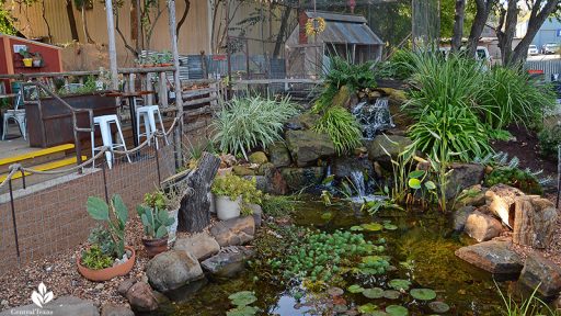 small pond to chicken coop