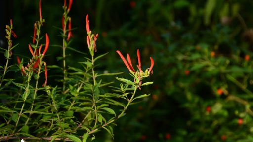 flame orange red flowers and red tiny fruits beyond