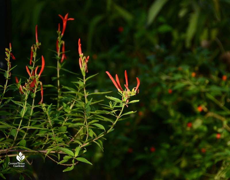 flame orange red flowers and red tiny fruits beyond