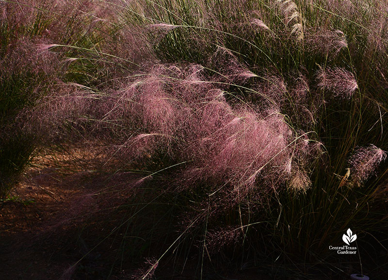 deep pink flowered bunch grass