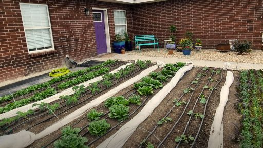 front yard vegetable garden