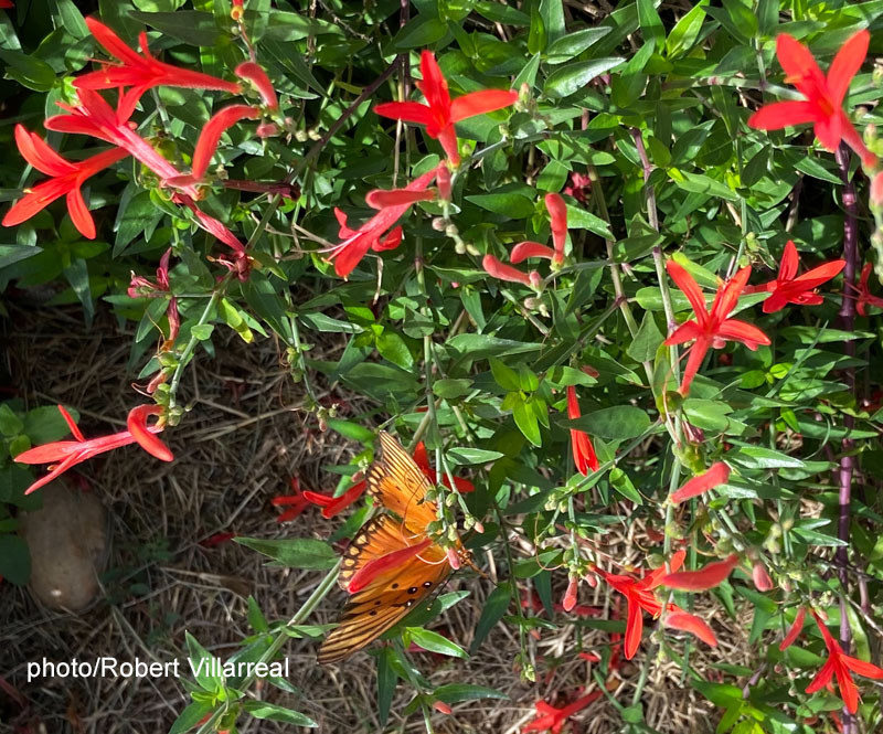 orange butterfly on flame orange red flowers