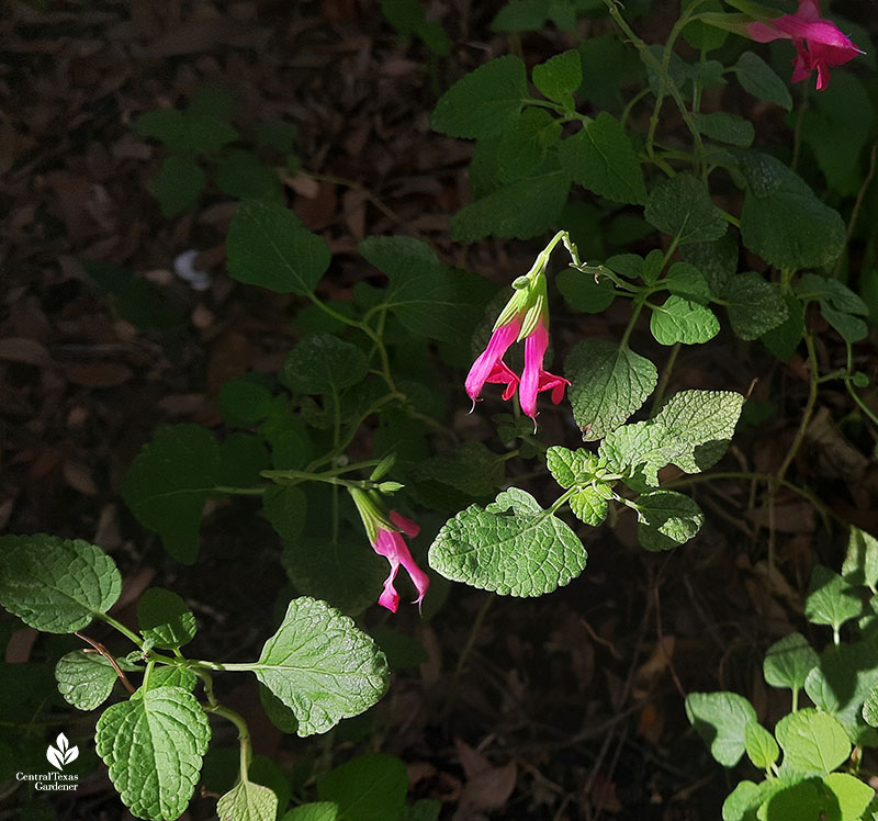 tubular dark pink flowers 