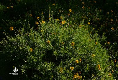 yellow daisy-like flowers