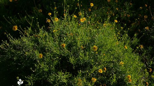 yellow daisy-like flowers