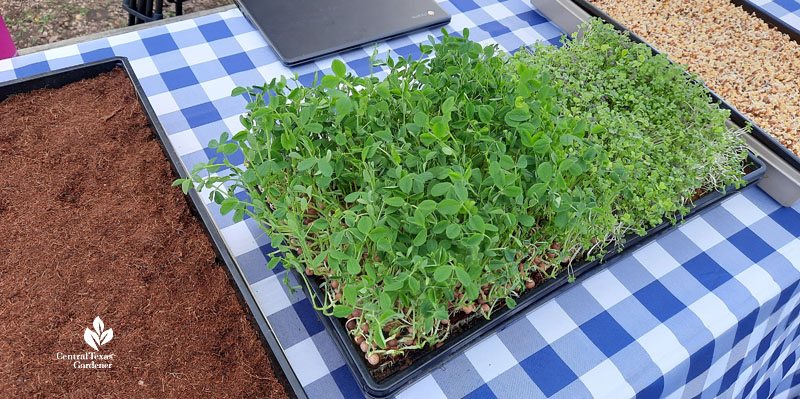 coconut coir in tray next to mature microgreens and newly sprouted ones 