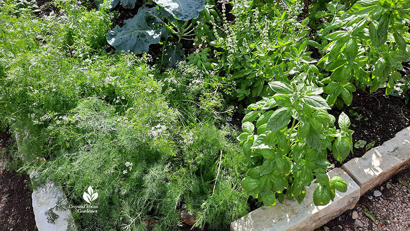 fennel and basil 