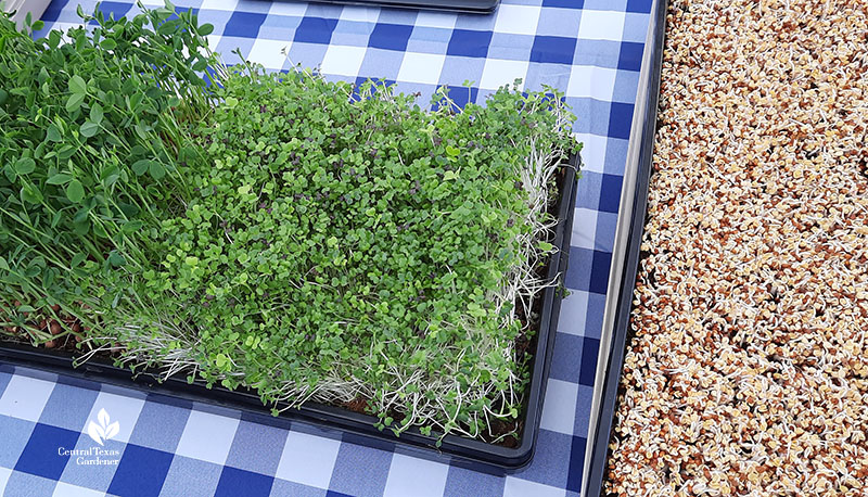 mature microgreens and sprouted ones
