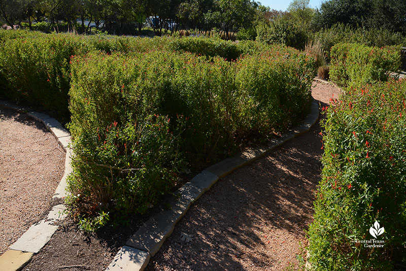 rows of hedged plants lining pathway