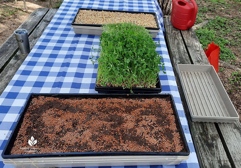 seeds in coconut coir and tray of mature microgreens and a tray of sprouted ones