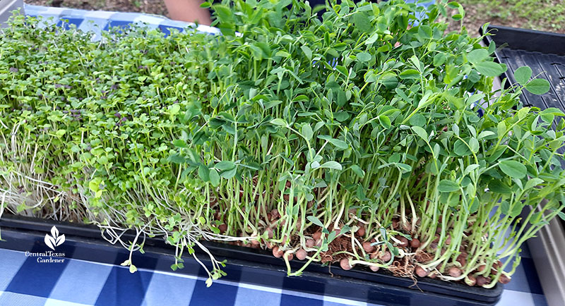 mature microgreens in planting tray