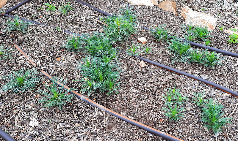 ferny-looking rosettes 