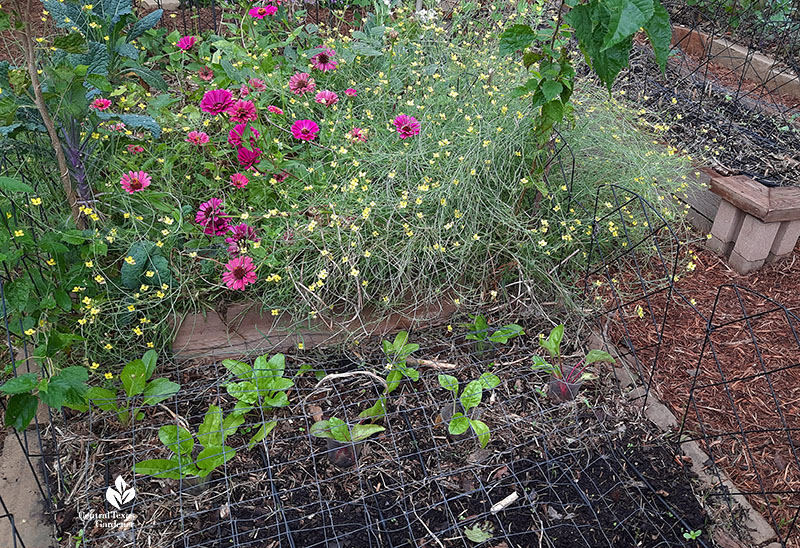 wire mesh over small plants