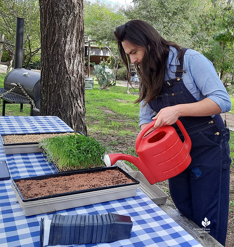 man watering tray of seeds with watering can 