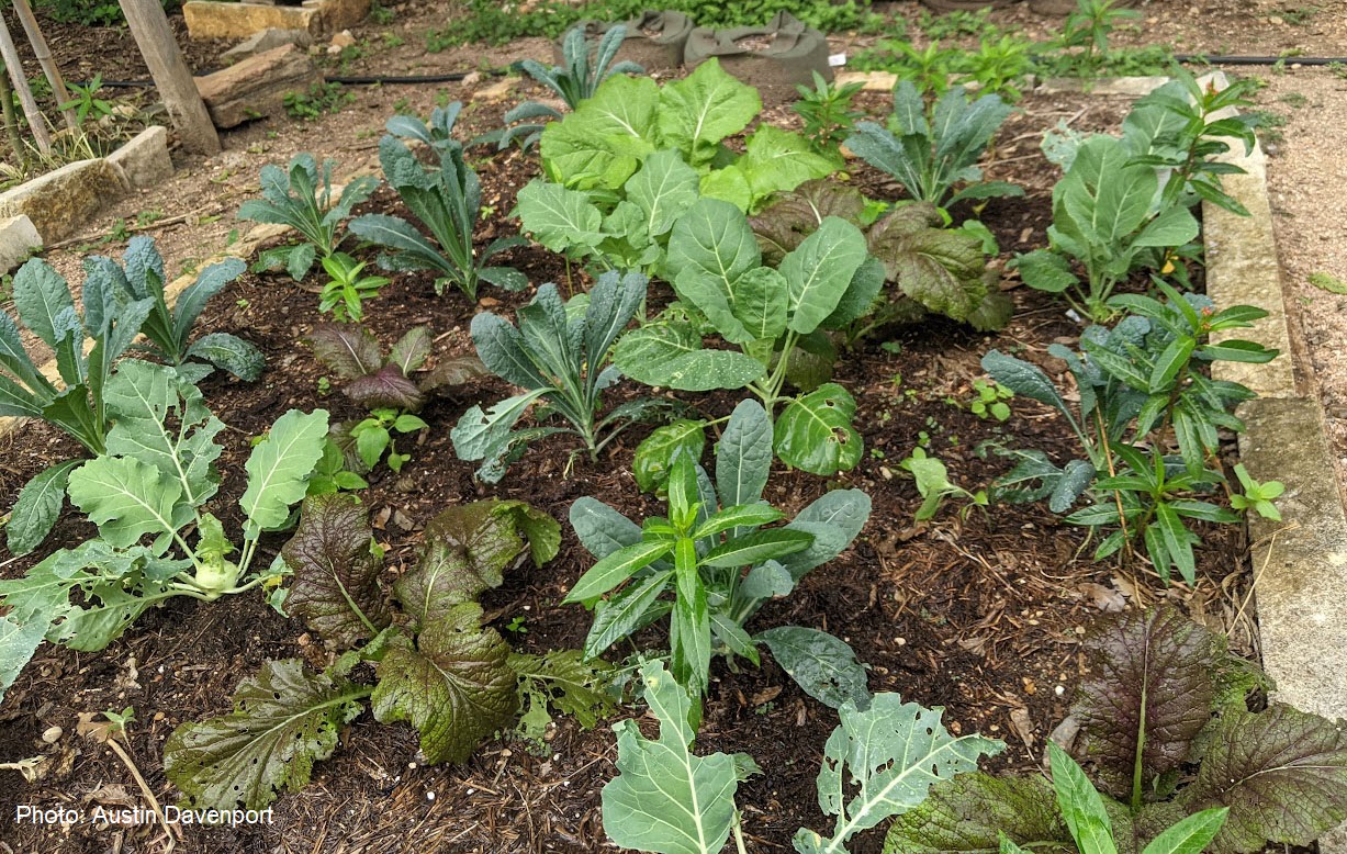 young winter vegetables 