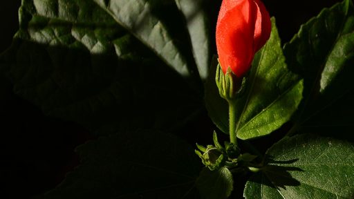 red tubular flower