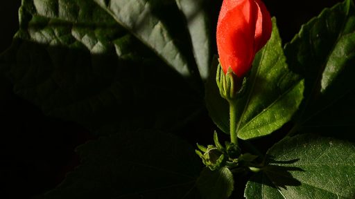 red tubular flower