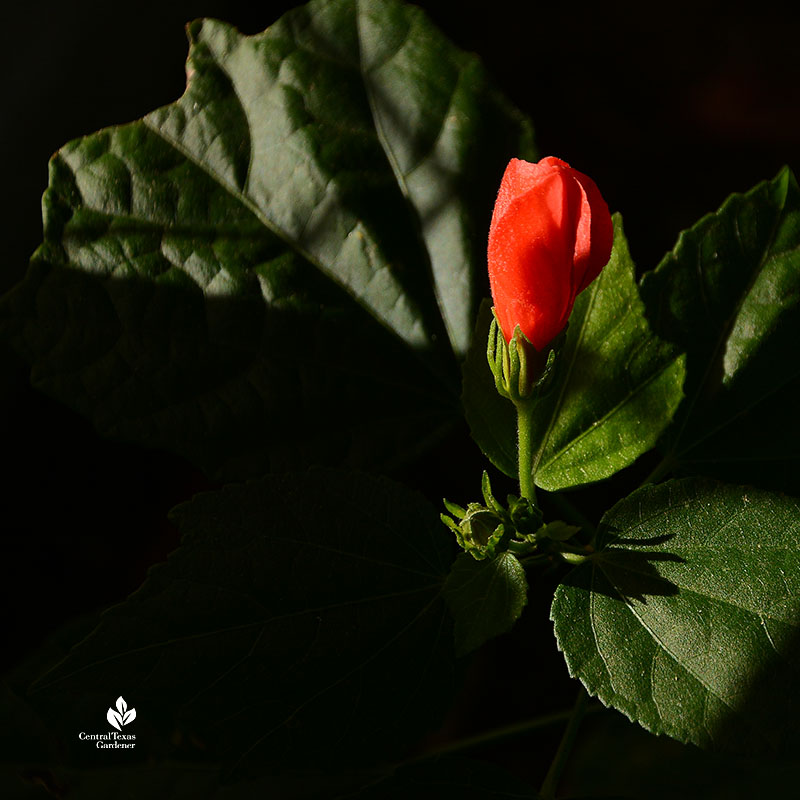 red tubular flower