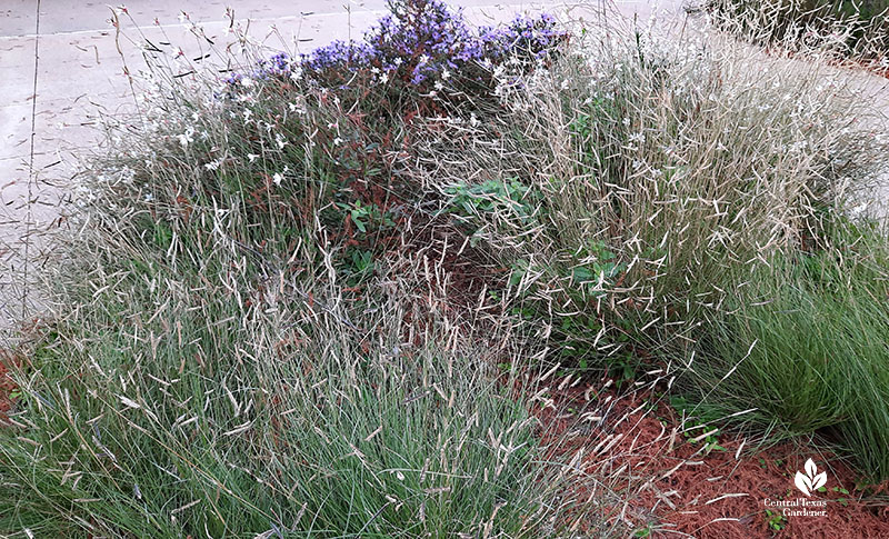 grouping of plants in island bed on concrete terrace