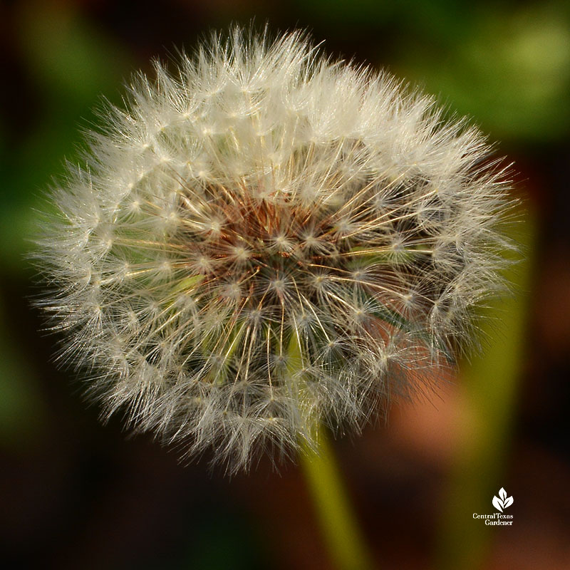 white dandelion seed head